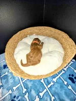 Big Daddy - Orange collar , a male Miniature Goldendoodle for sale in Topeka, KS – Photo 7 of 10