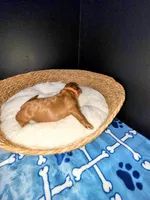 Big Daddy - Orange collar , a male Miniature Goldendoodle for sale in Topeka, KS – Photo 8 of 10