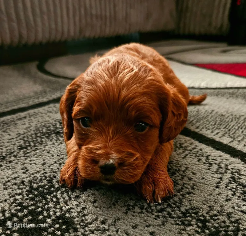 Pinky (White collar) – Miniature Goldendoodle puppy for sale in Topeka, KS