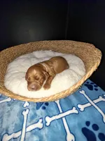 Pinky (White collar), a female Miniature Goldendoodle for sale in Topeka, KS – Photo 3 of 9