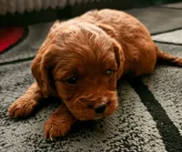 Pinky (White collar), a female Miniature Goldendoodle for sale in Topeka, KS – Photo 4 of 8