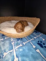 Pinky (White collar), a female Miniature Goldendoodle for sale in Topeka, KS – Photo 1 of 9