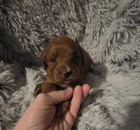 Pinky (White collar), a female Miniature Goldendoodle for sale in Topeka, KS – Photo 6 of 8