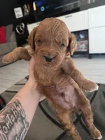 Pinky (White collar), a female Miniature Goldendoodle for sale in Topeka, KS – Photo 7 of 9