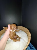 Pinky (White collar), a female Miniature Goldendoodle for sale in Topeka, KS – Photo 4 of 9