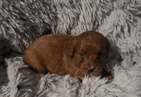 Pinky (White collar), a female Miniature Goldendoodle for sale in Topeka, KS – Photo 5 of 8