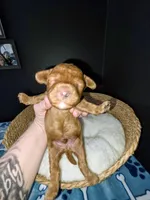 Pinky (White collar), a female Miniature Goldendoodle for sale in Topeka, KS – Photo 2 of 9