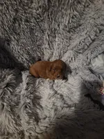 Pinky (White collar), a female Miniature Goldendoodle for sale in Topeka, KS – Photo 8 of 8