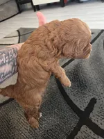 Pinky (White collar), a female Miniature Goldendoodle for sale in Topeka, KS – Photo 6 of 9