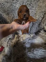 Pinky (White collar), a female Miniature Goldendoodle for sale in Topeka, KS – Photo 7 of 8