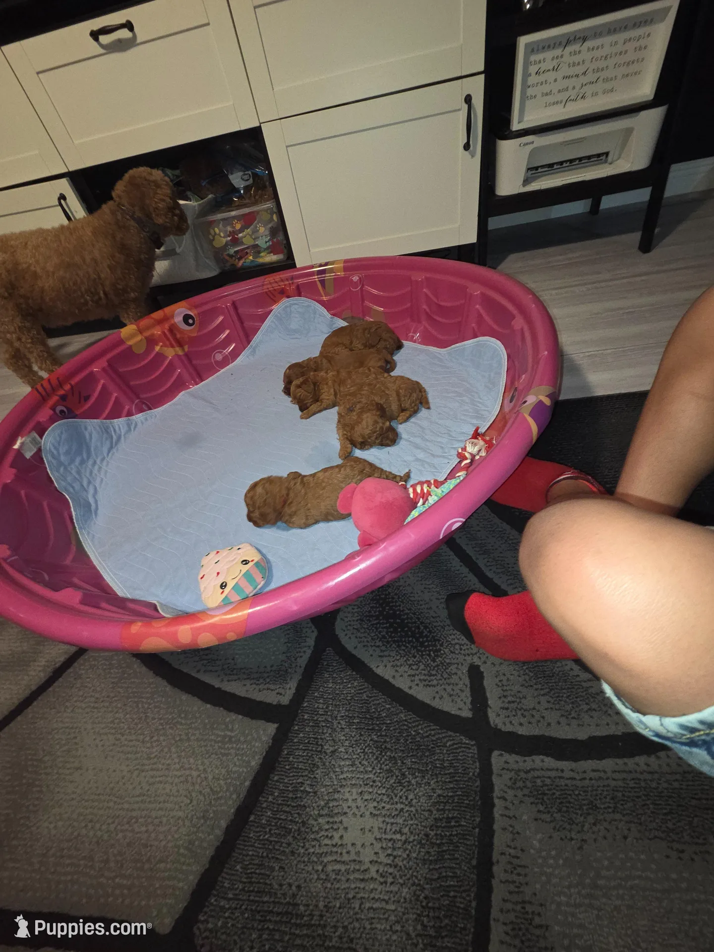 Big Daddy - Orange collar , a male Miniature Goldendoodle for sale in Topeka, KS – Photo 9 of 10