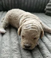 Chanel, a female Poodle - Miniature  and Miniature Goldendoodle for sale in Topeka, KS – 3 of 9