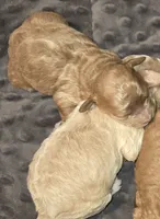 Chanel, a female Poodle - Miniature  and Miniature Goldendoodle for sale in Topeka, KS – 6 of 9