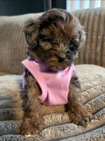 Piper, a female Miniature Goldendoodle for sale in Topeka, KS – 8 of 10