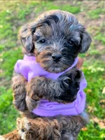 Piper, a female Miniature Goldendoodle for sale in Topeka, KS – 10 of 10