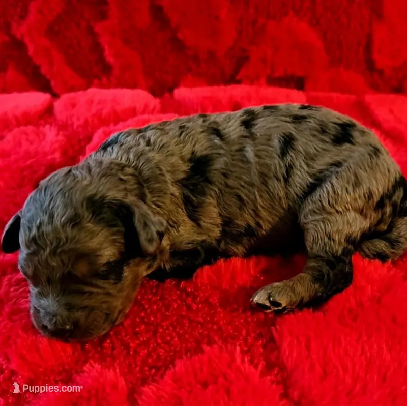 Fendi – Miniature Goldendoodle puppy for sale in Topeka, KS