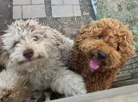 Chanel, a female Poodle - Miniature  and Miniature Goldendoodle for sale in Topeka, KS – 7 of 9