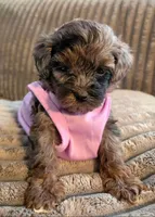 Piper, a female Miniature Goldendoodle for sale in Topeka, KS – 7 of 10