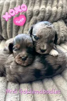 Piper, a female Miniature Goldendoodle for sale in Topeka, KS – 4 of 10