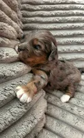 Poppy, a female Miniature Goldendoodle for sale in Topeka, KS – 4 of 10