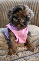 Piper, a female Miniature Goldendoodle for sale in Topeka, KS – 9 of 10