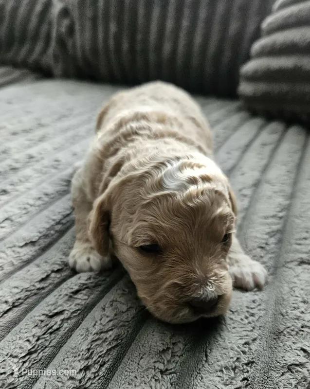Chanel – Poodle - Miniature , Miniature Goldendoodle puppy for sale in Topeka, KS