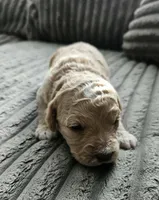 Chanel, a female Poodle - Miniature  and Miniature Goldendoodle for sale in Topeka, KS – 1 of 9