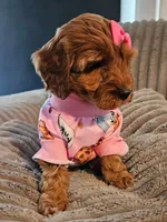 Sassy, a female Miniature Goldendoodle for sale in Topeka, KS – Photo 3 of 7