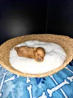 Yellow Collar, a female Miniature Goldendoodle for sale in Topeka, KS – Photo 8 of 10