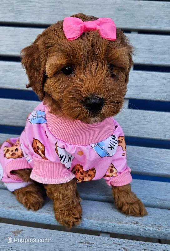 Sassy – Miniature Goldendoodle puppy for sale in Topeka, KS