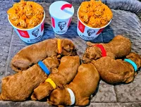 Yellow Collar, a female Miniature Goldendoodle for sale in Topeka, KS – Photo 5 of 10