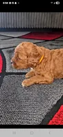 Yellow Collar, a female Miniature Goldendoodle for sale in Topeka, KS – Photo 6 of 10