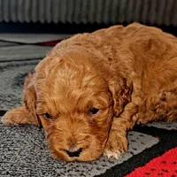 Yellow Collar, a female Miniature Goldendoodle for sale in Topeka, KS – Photo 1 of 10