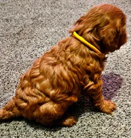 Yellow Collar, a female Miniature Goldendoodle for sale in Topeka, KS – Photo 3 of 10