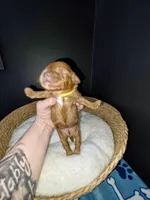 Yellow Collar, a female Miniature Goldendoodle for sale in Topeka, KS – Photo 10 of 10