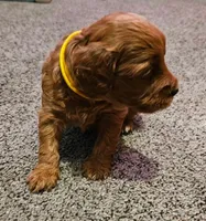 Yellow Collar, a female Miniature Goldendoodle for sale in Topeka, KS – Photo 4 of 10