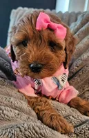 Sassy, a female Miniature Goldendoodle for sale in Topeka, KS – Photo 2 of 7