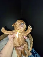 Yellow Collar, a female Miniature Goldendoodle for sale in Topeka, KS – Photo 9 of 10