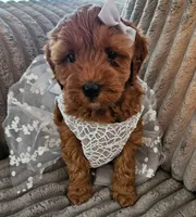 Sassy, a female Miniature Goldendoodle for sale in Topeka, KS – Photo 4 of 7