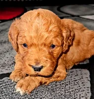 Yellow Collar, a female Miniature Goldendoodle for sale in Topeka, KS – Photo 2 of 10