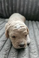 Chanel, a female Poodle - Miniature  and Miniature Goldendoodle for sale in Topeka, KS – 5 of 9