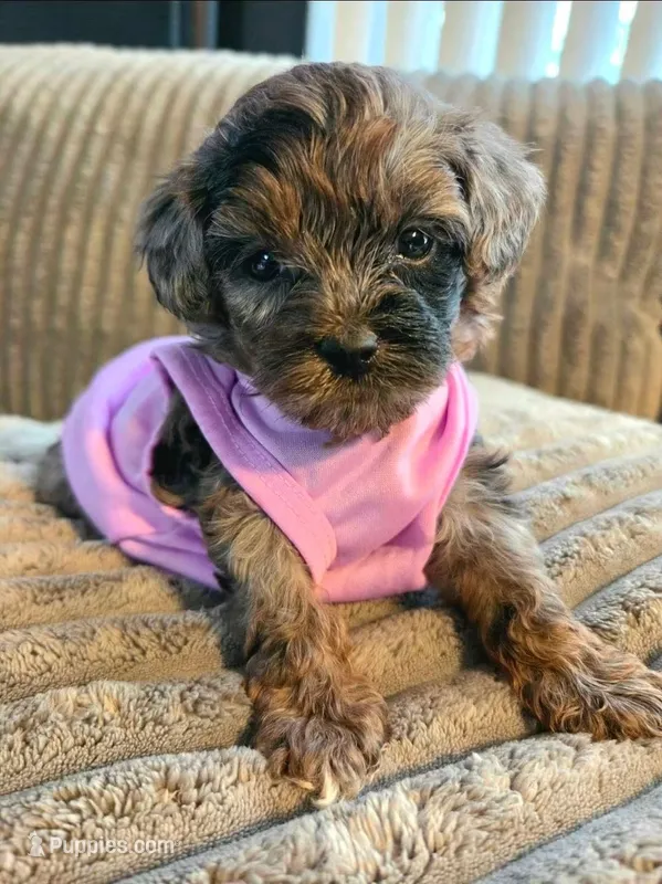 Piper – Miniature Goldendoodle puppy for sale in Topeka, KS