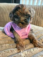 Piper, a female Miniature Goldendoodle for sale in Topeka, KS – 1 of 10