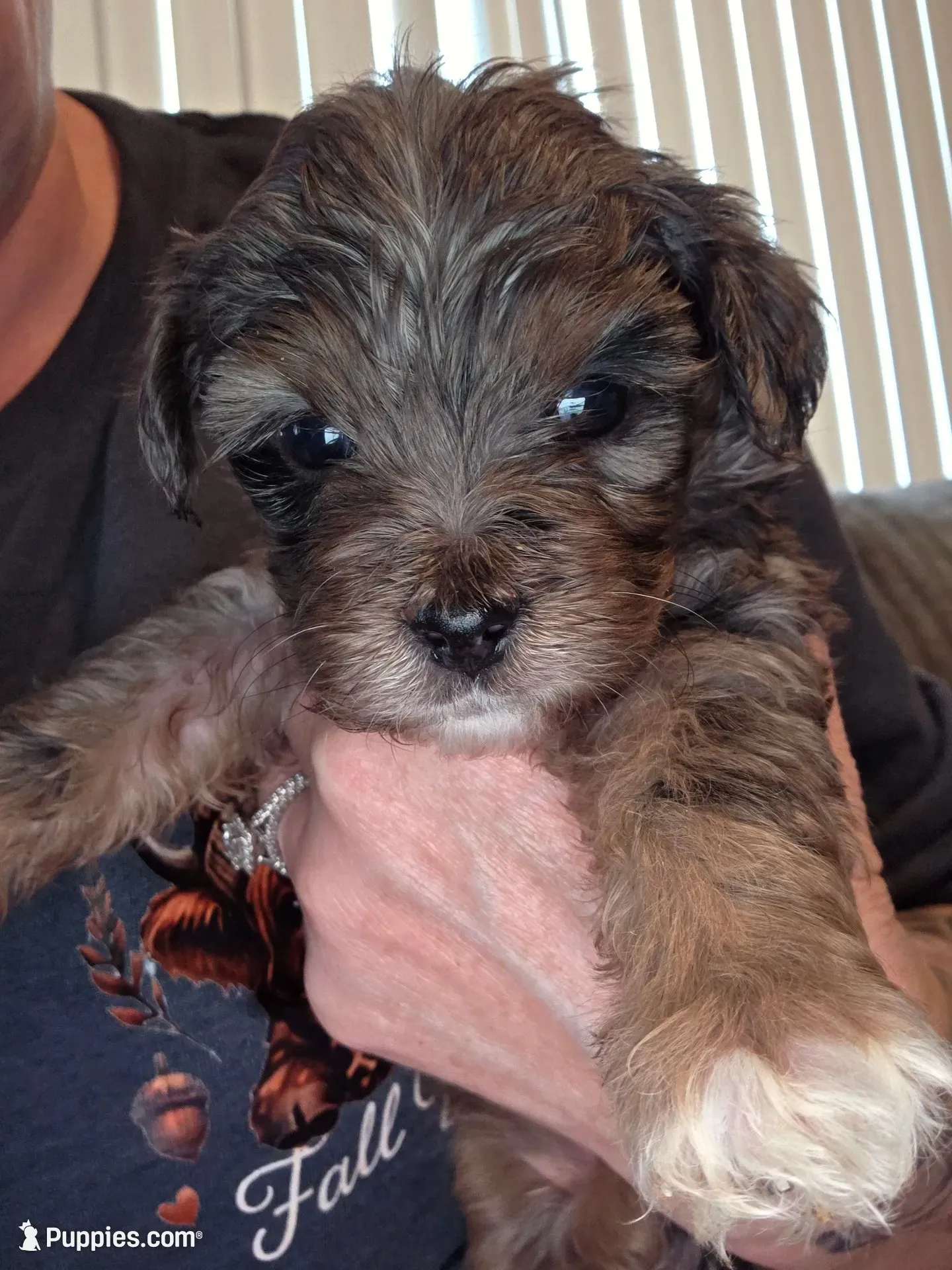 Poppy, a female Miniature Goldendoodle for sale in Topeka, KS – 2 of 10