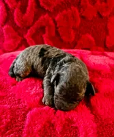 Fendi, a female Miniature Goldendoodle for sale in Topeka, KS – 3 of 4