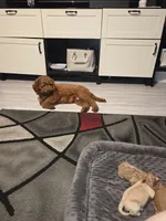 Chanel, a female Poodle - Miniature  and Miniature Goldendoodle for sale in Topeka, KS – 9 of 9