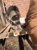 Noelle, a female Yorkshire Terrier for sale in Camden, NJ – Photo 3 of 6