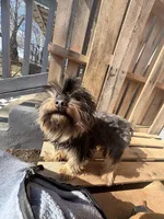 Noelle, a female Yorkshire Terrier for sale in Camden, NJ – Photo 1 of 6