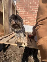 Noelle, a female Yorkshire Terrier for sale in Camden, NJ – Photo 4 of 6