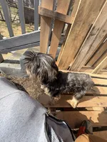 Noelle, a female Yorkshire Terrier for sale in Camden, NJ – Photo 5 of 6